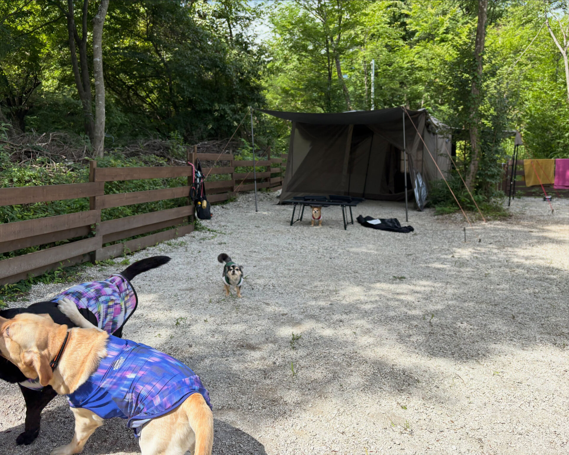 2026年8月9日(日)〜11日 (火曜)🏕️🐶