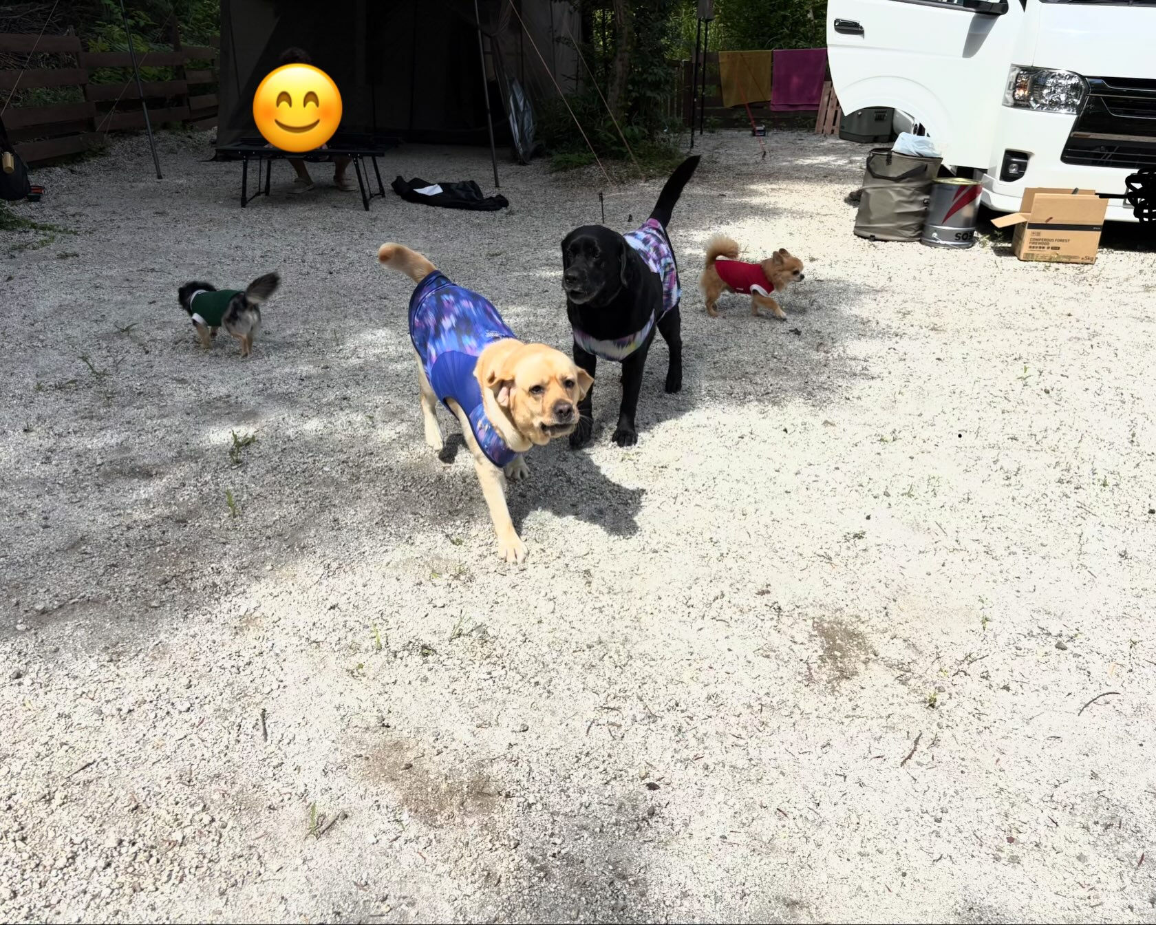 2026年8月9日(日)〜11日 (火曜)🏕️🐶